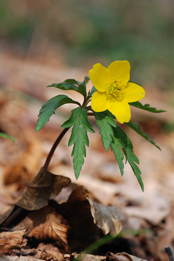 Anemonoides ranunculoides / Anemone giallo